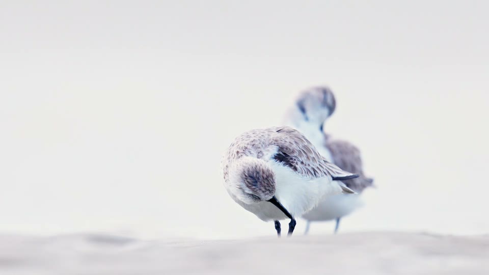2023-03 - Sanderlings 2