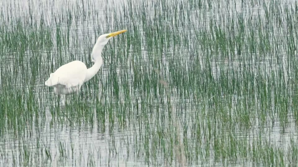 2024-06 - Marquenterre